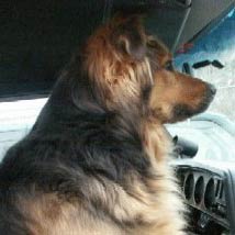 Cody